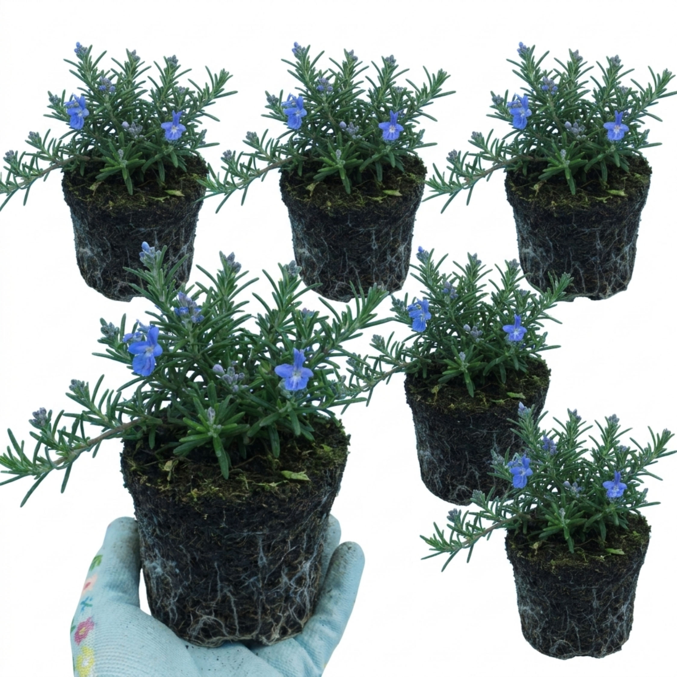 Salvia ‘Blue Rain’ — Hardy Evergreen Shrub / Herb, Bee-Friendly, 1L Pot (Set of 3 or 6)