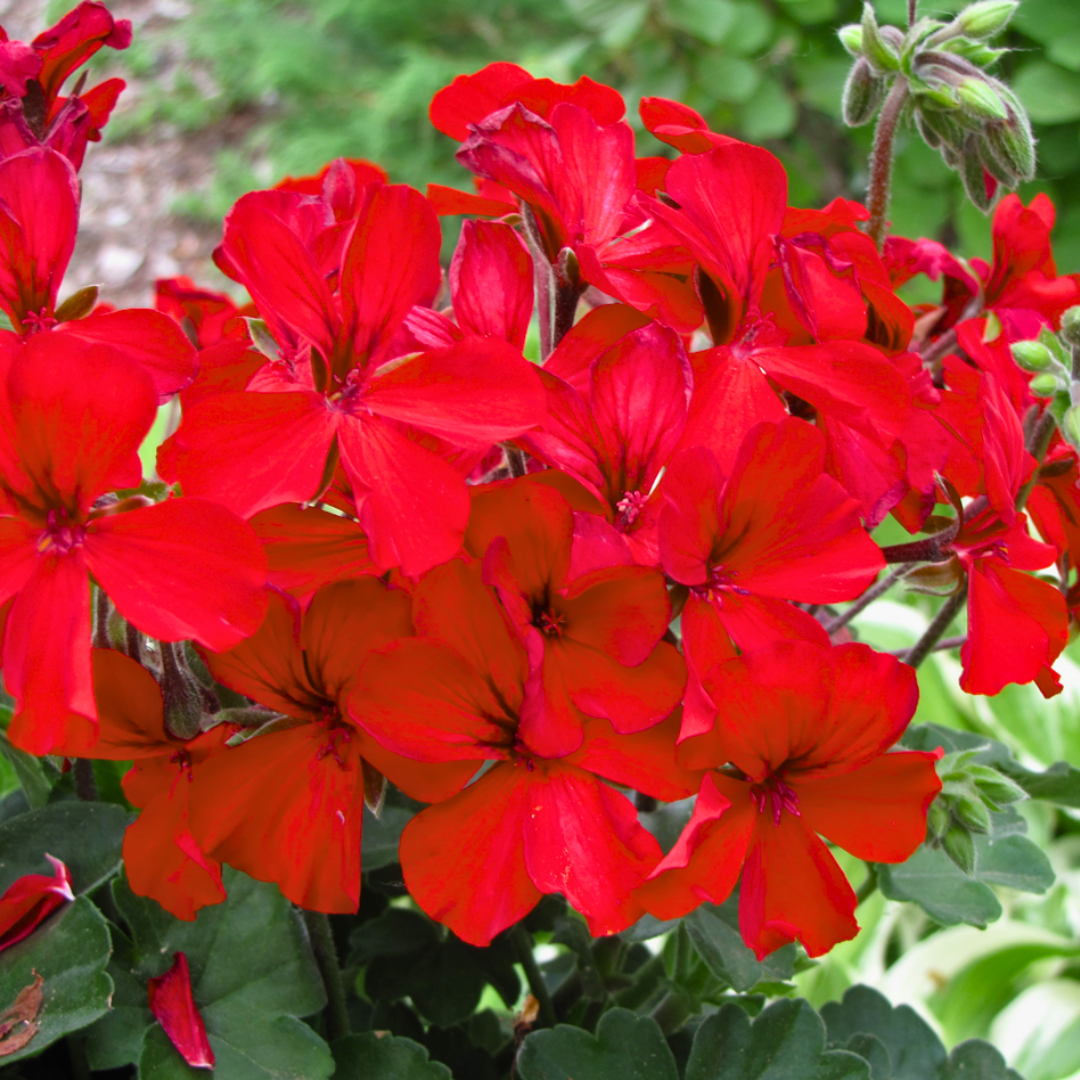 Pelargonium ‘Landscape Fire’ — Tender Perennial (grown as bedding), Bee-Friendly, 1L Pot (Set of 3 or 6)