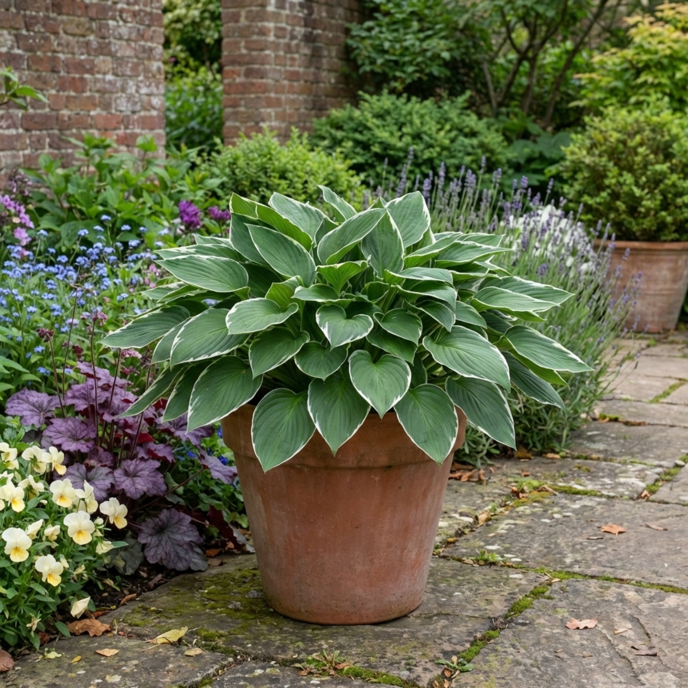 Hosta 'Francee' — Plantain Lily, Hardy Perennial, 1L Pot (Set of 3 or 6)