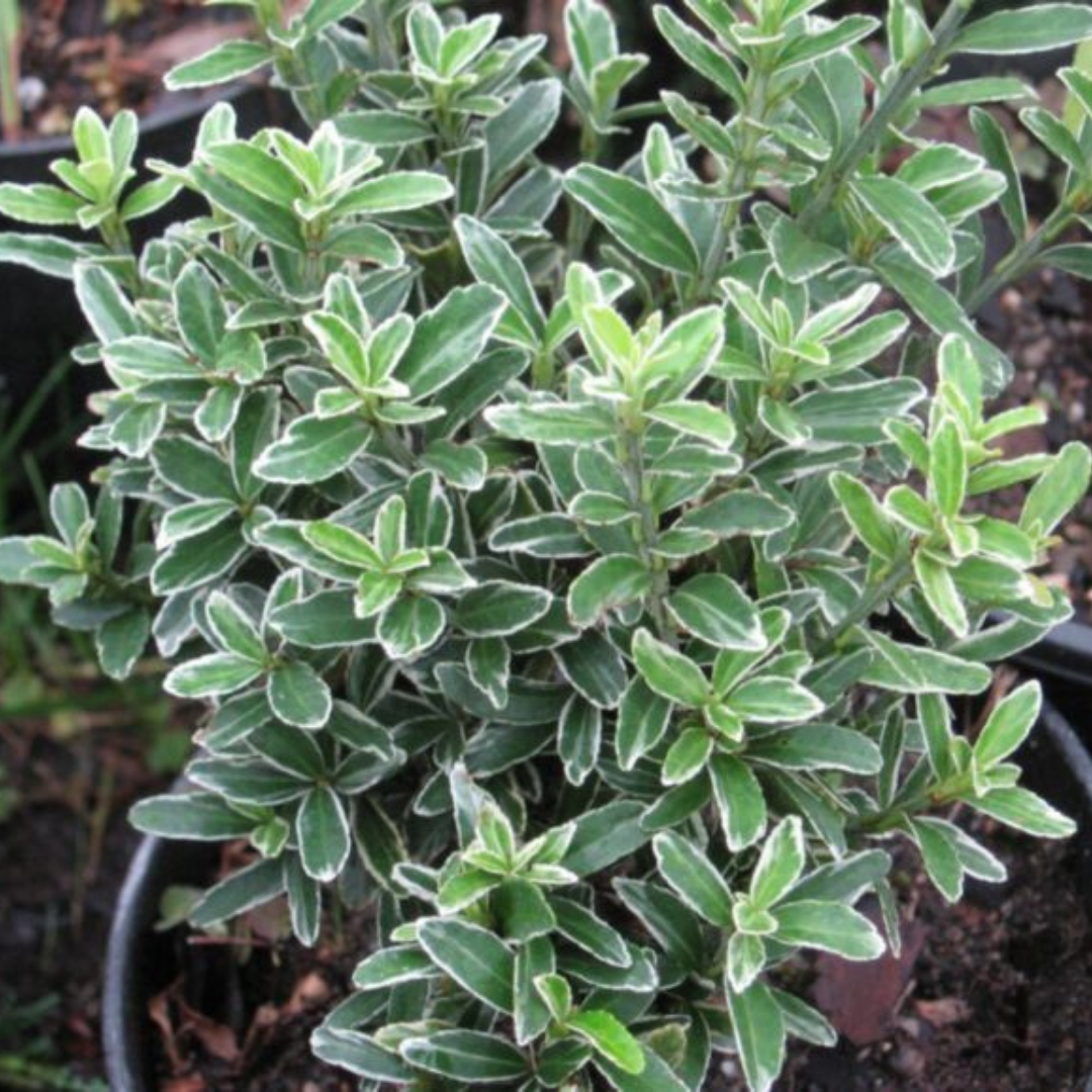 Euonymus 'Microphyllus Albovariegatus' — Hardy Evergreen Shrub, 1L Pot (Set of 3 or 6)