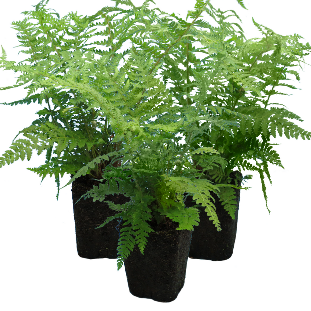 Dryopteris ‘Shield Fern’ — Hardy Deciduous Fern, 1L Pot (Set of 3 or 6)