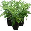 Dryopteris ‘Shield Fern’ — Hardy Deciduous Fern, 1L Pot (Set of 3 or 6)