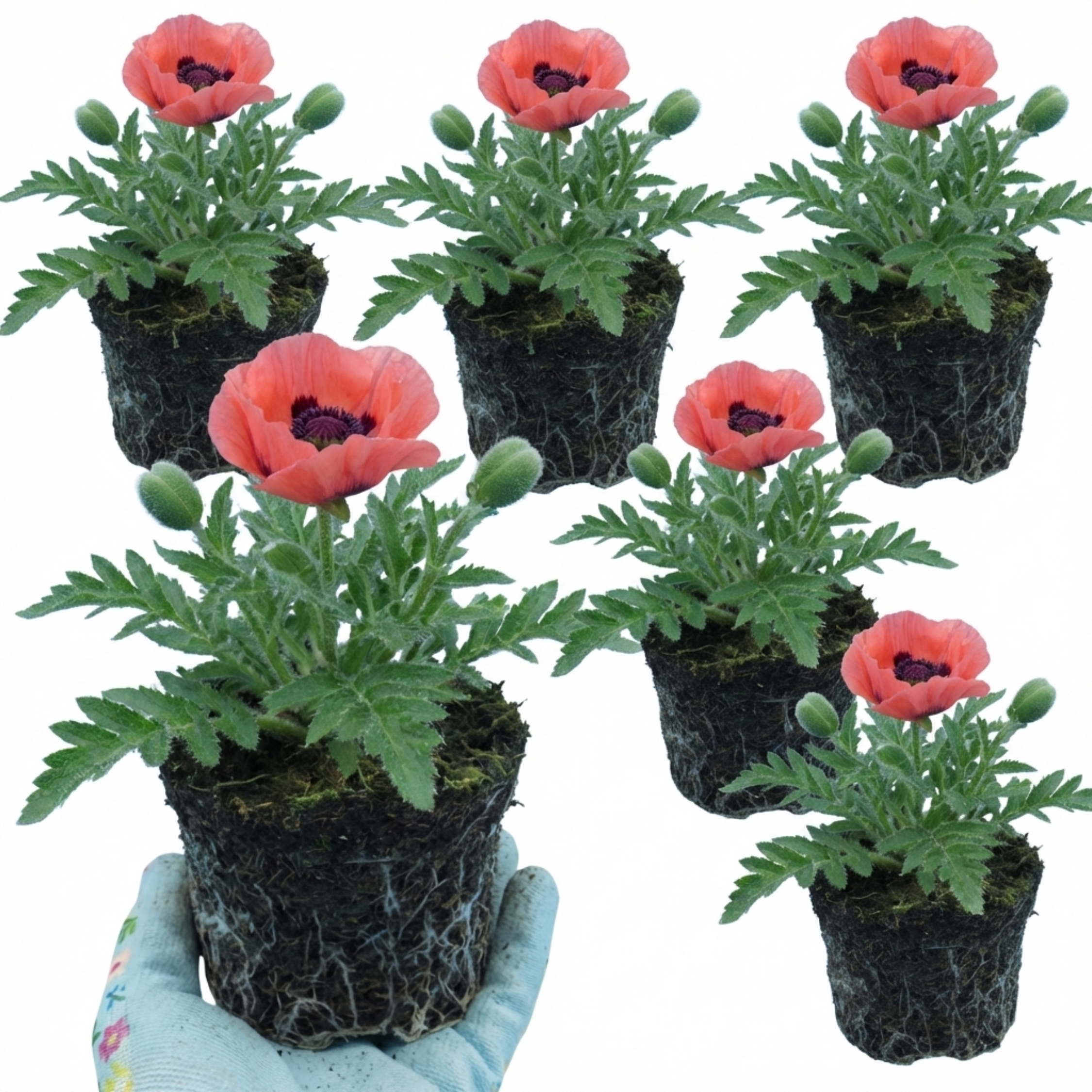 Papaver ‘Garden Gnome’ — Hardy Short-Lived Perennial, Bee-Friendly, 1L Pot (Set of 3 or 6)