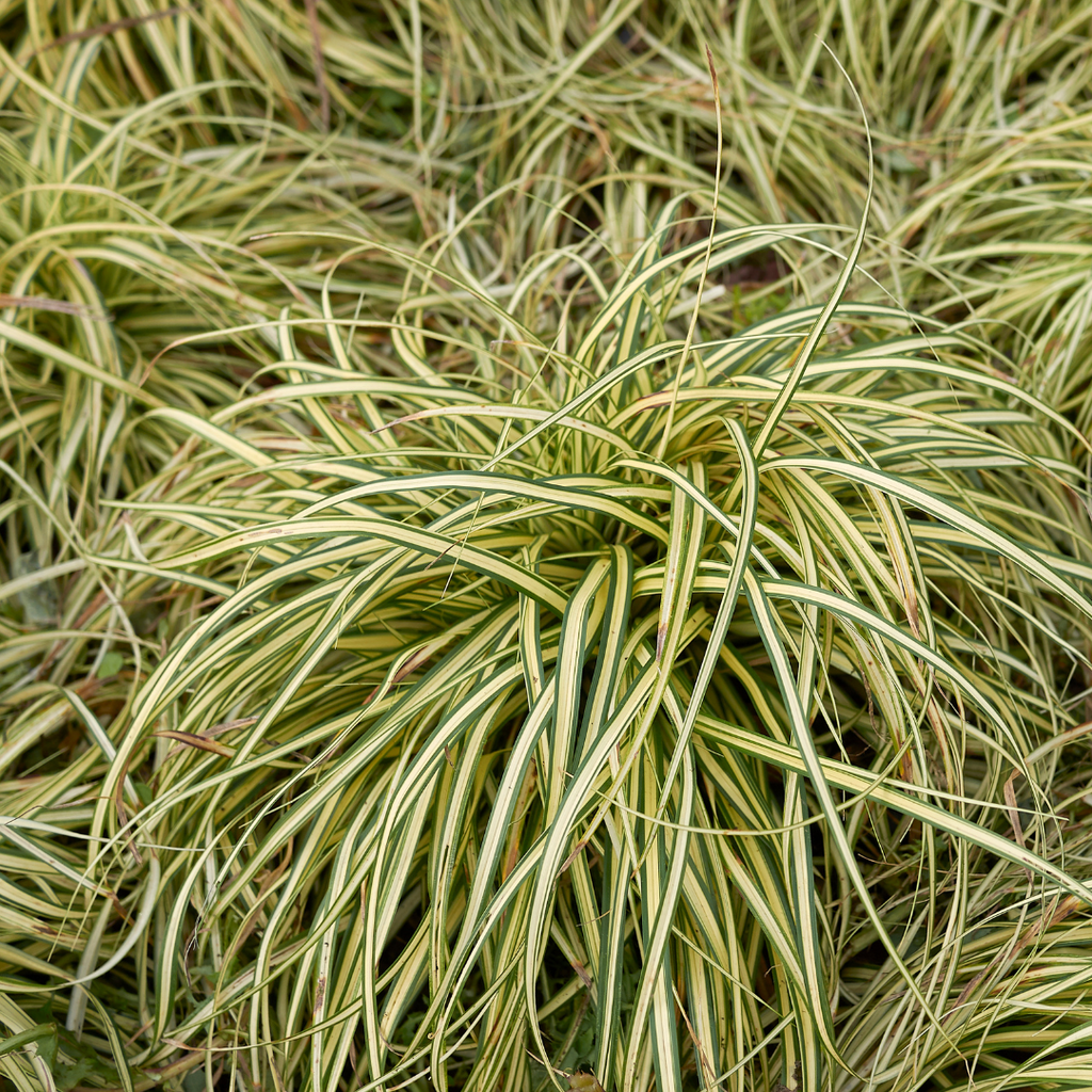 Carex ‘Evergold’ — Hardy Perennial, Bee-Friendly, 2L Pot