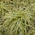 Carex ‘Evergold’ — Hardy Perennial, Bee-Friendly, 2L Pot
