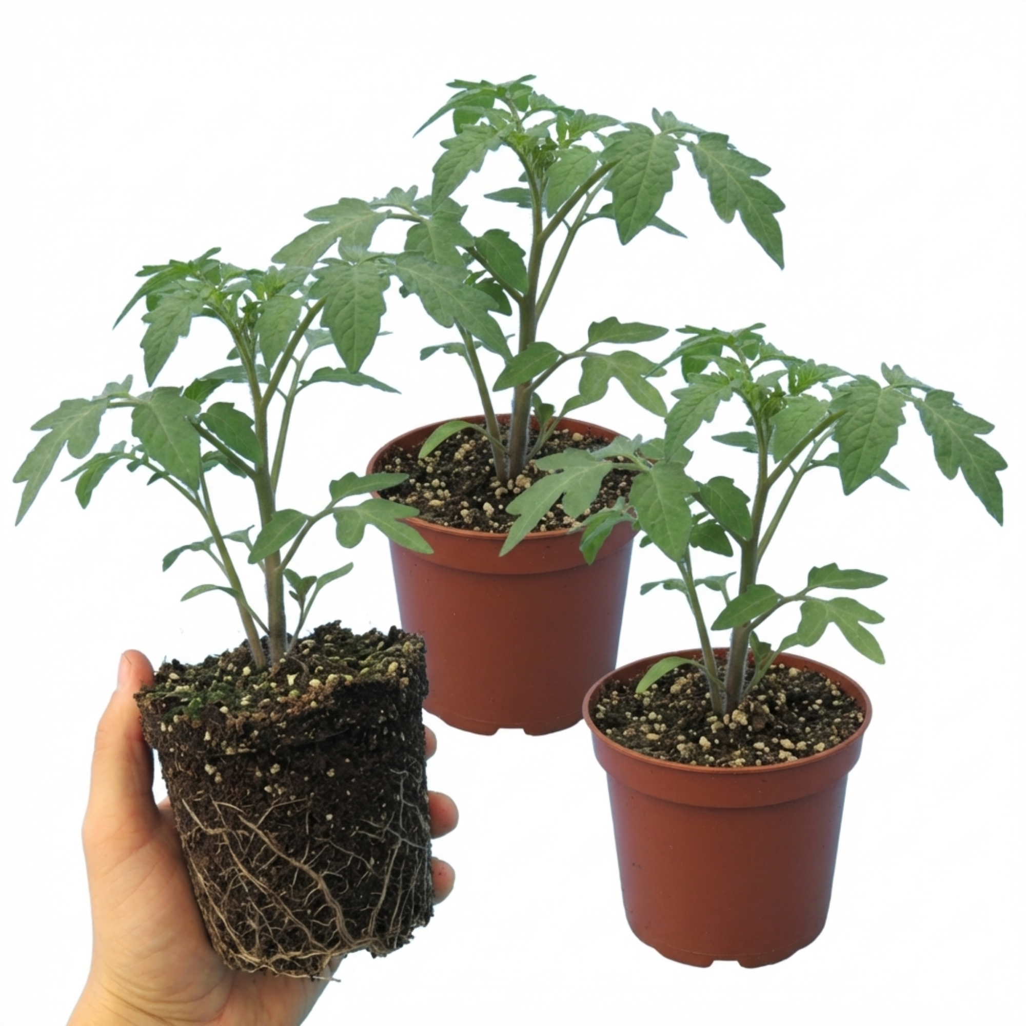 Tomato ‘Brandy Boy’ — Fruit Plant / Tender Annual, 10.5cm Pot (Set of 3 or 6)
