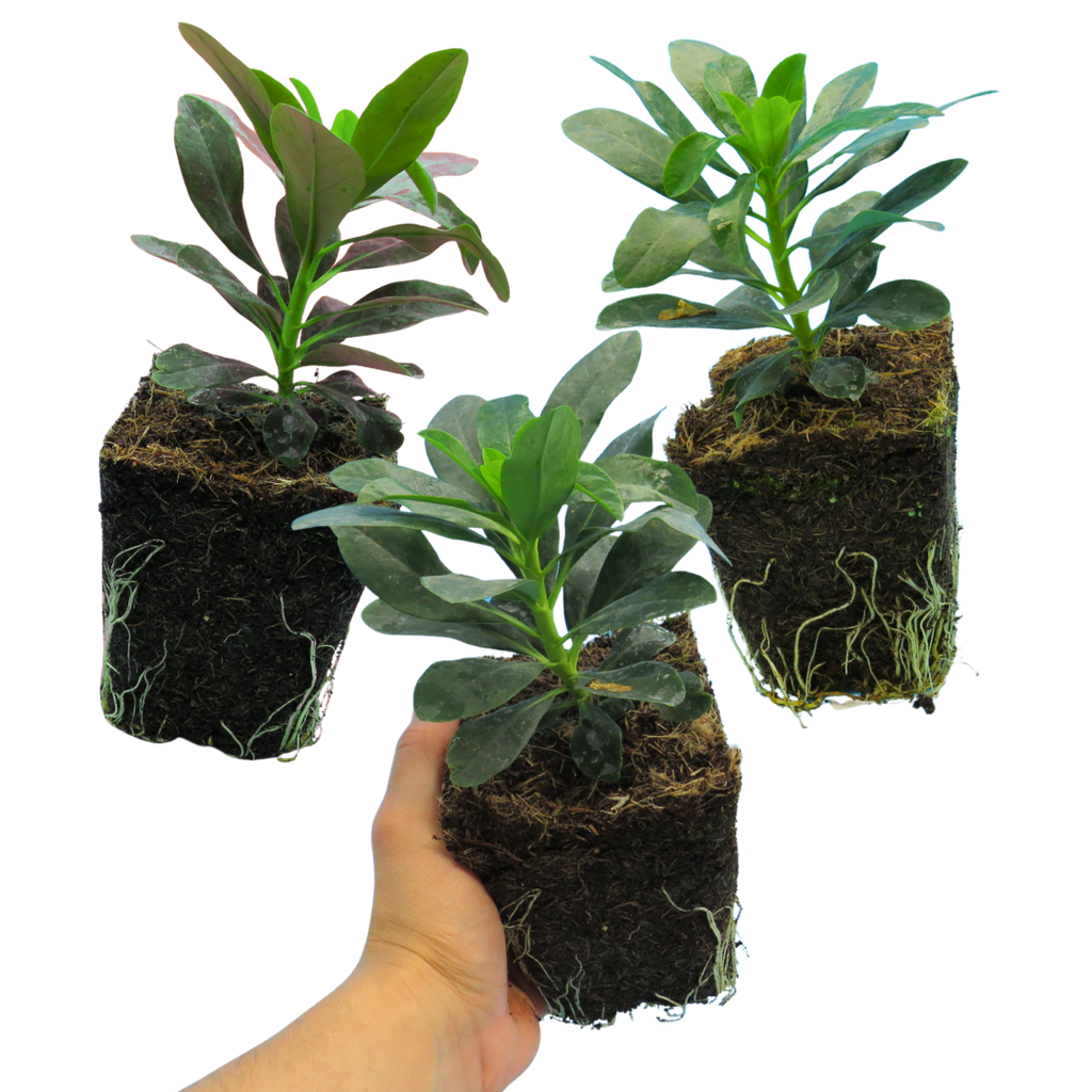 Euphorbia ‘Robbiae’ — Hardy Perennial, 1L Pot