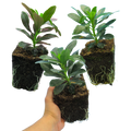 Euphorbia ‘Robbiae’ — Hardy Perennial, 1L Pot