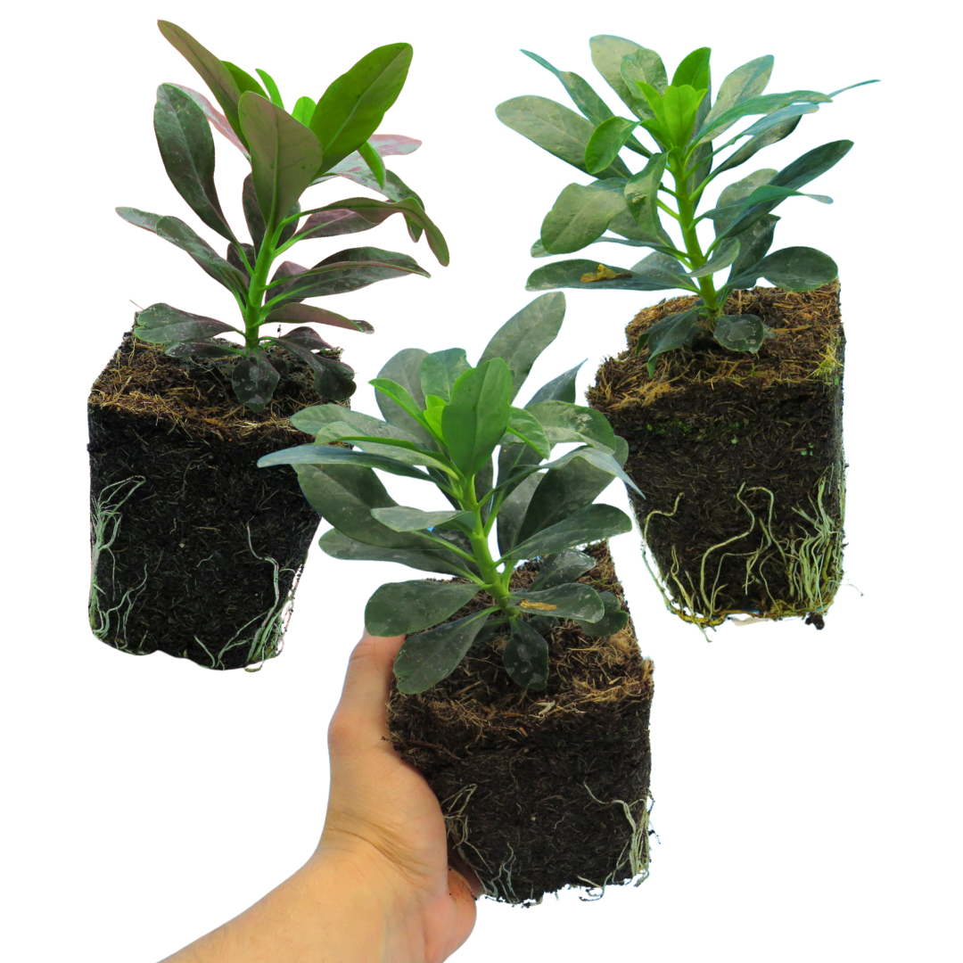 Euphorbia ‘Robbiae’ — Hardy Perennial, 1L Pot