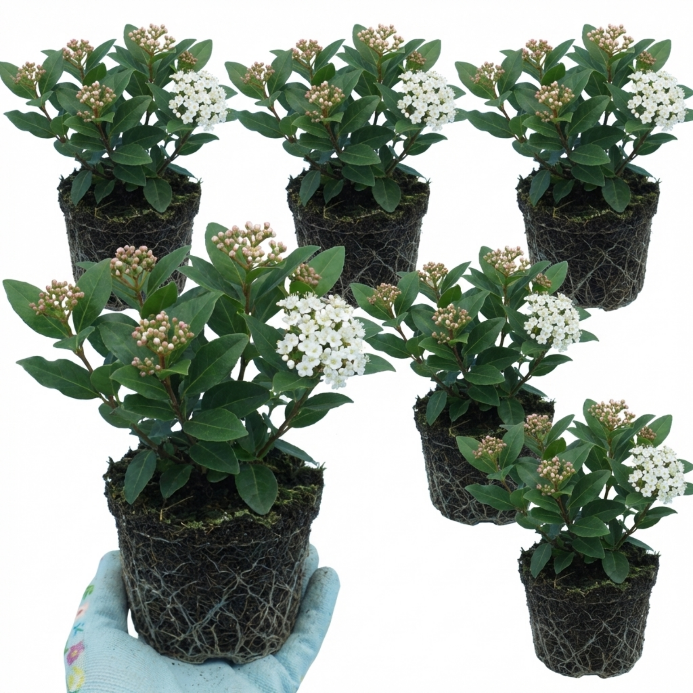 Viburnum ‘Tinus’ — Evergreen Shrub, Bee-Friendly, 1L Pot (Set of 3 or 6)