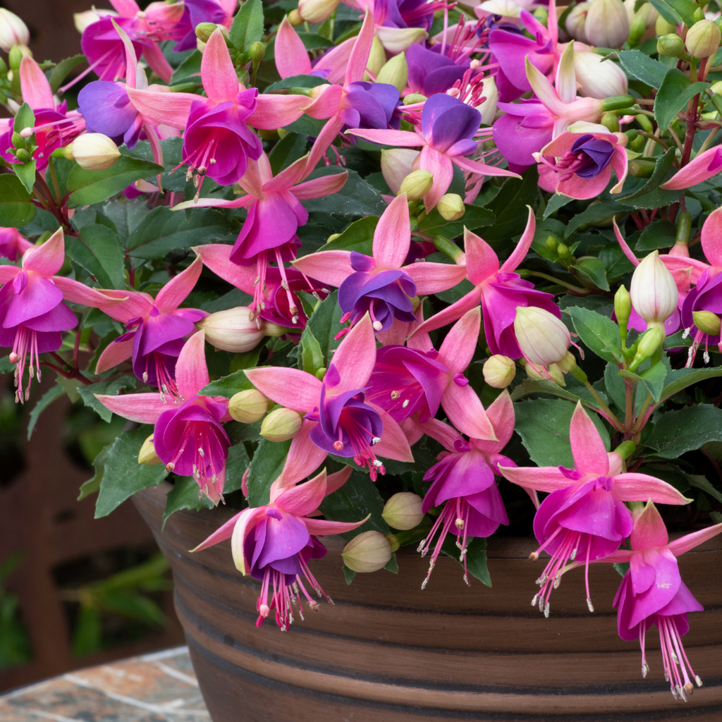 Fuchsia ‘Diva Light Pink and Purple’ — Hardy Perennial, Bee-Friendly, 1L Pot