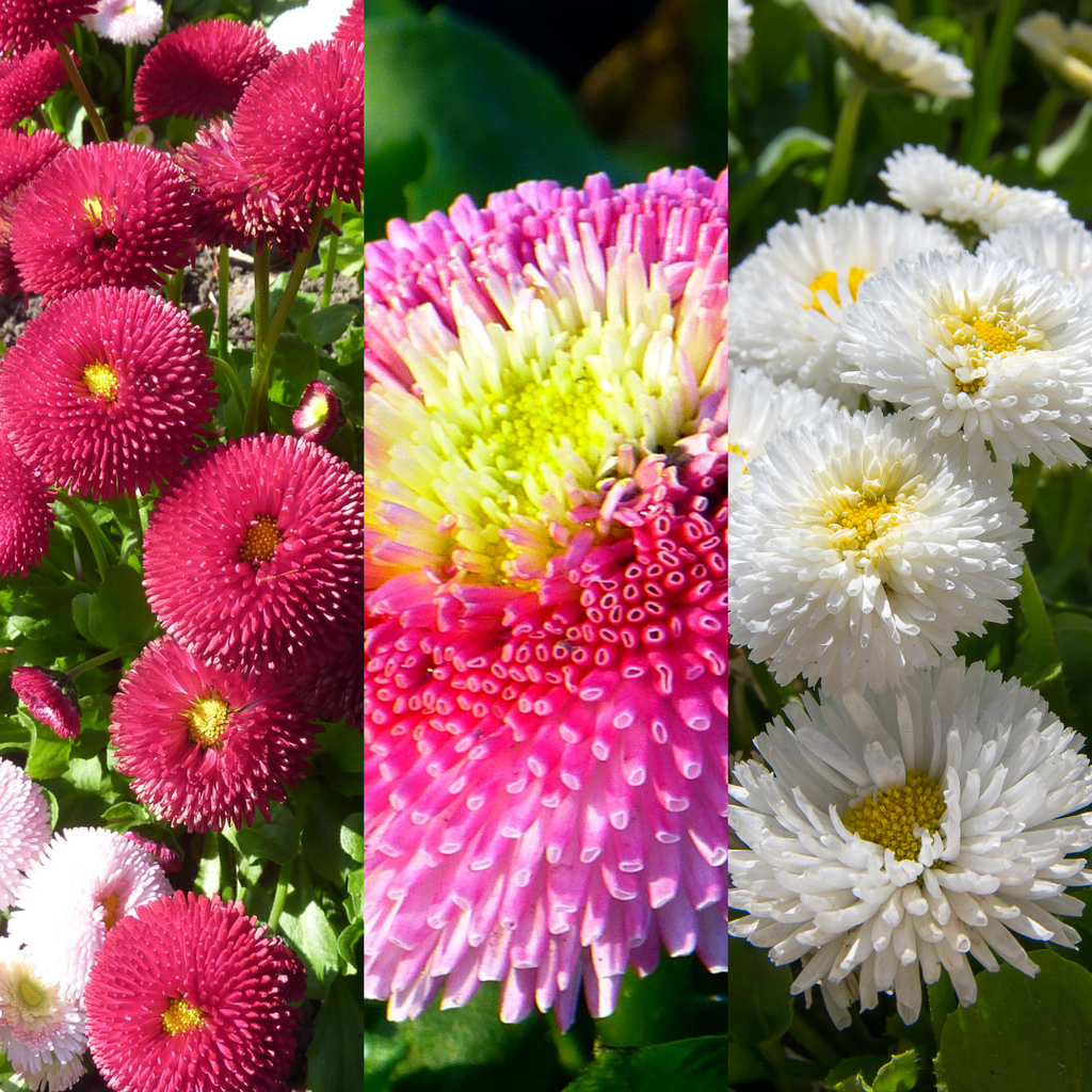 Bellis ‘Assorted’ — Hardy Perennial, Bee-Friendly, 10.5cm Pot