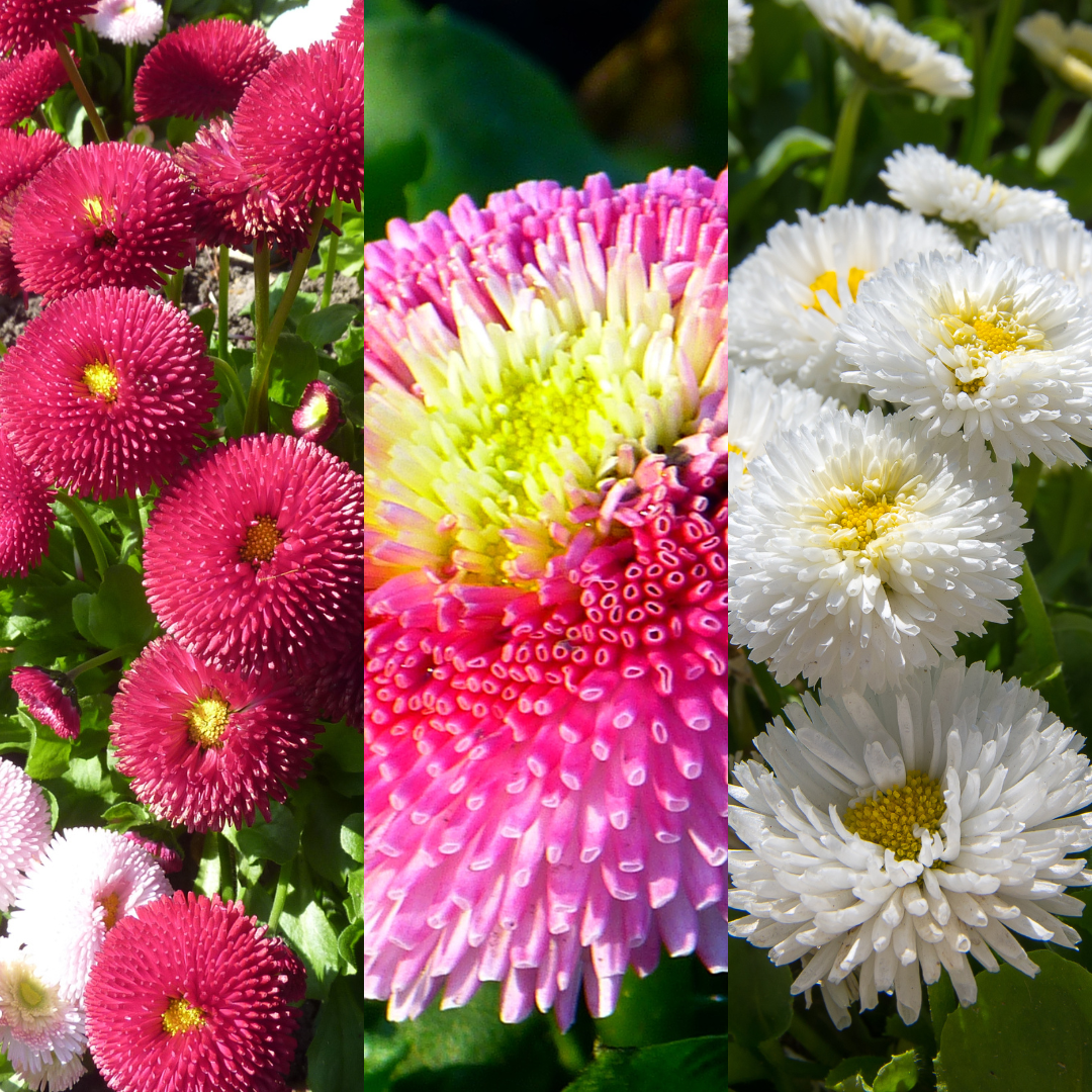 Bellis ‘Assorted’ — Hardy Perennial, Bee-Friendly, 10.5cm Pot