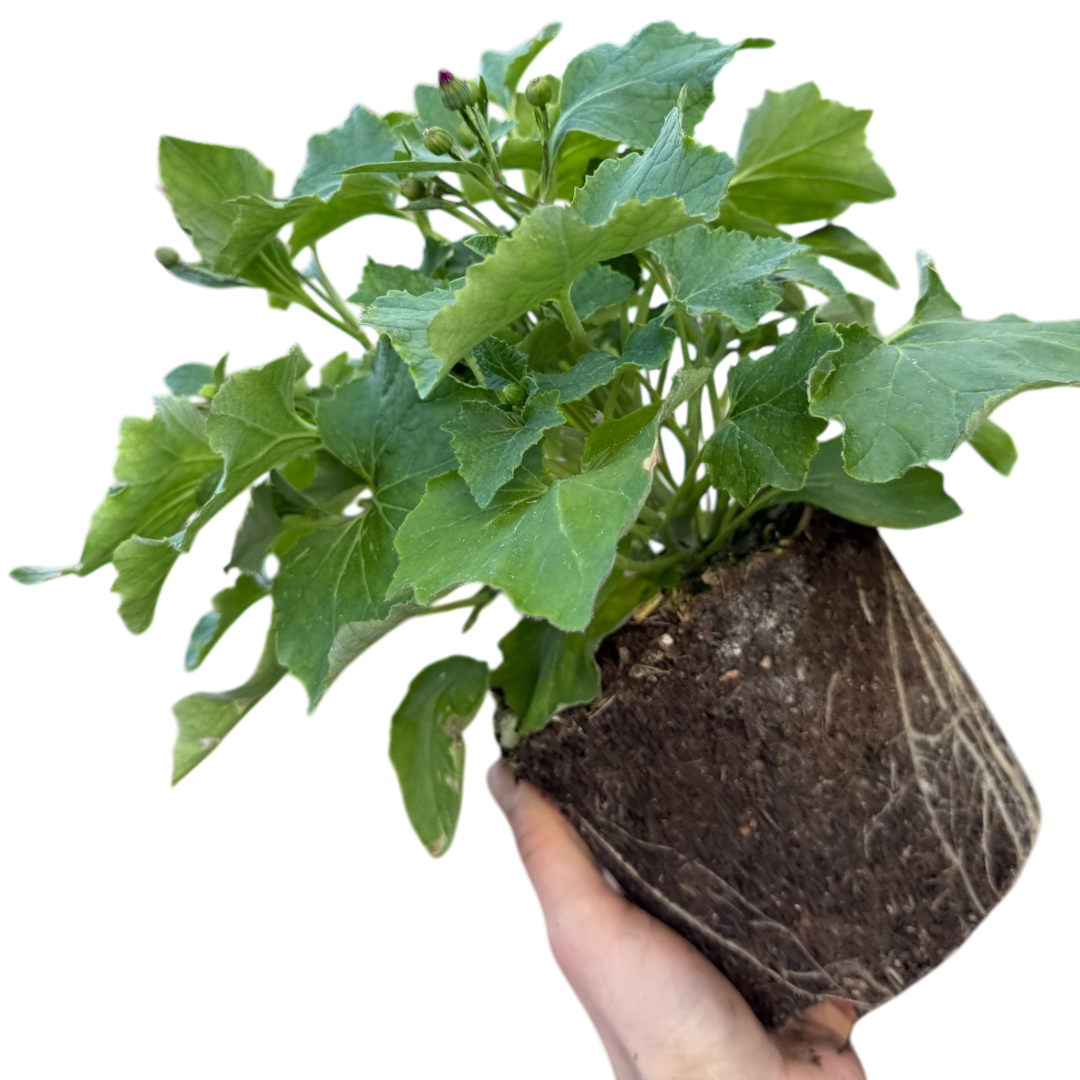 Senetti 'Magenta' — Bedding Plant, Bee-Friendly, 2L Pot
