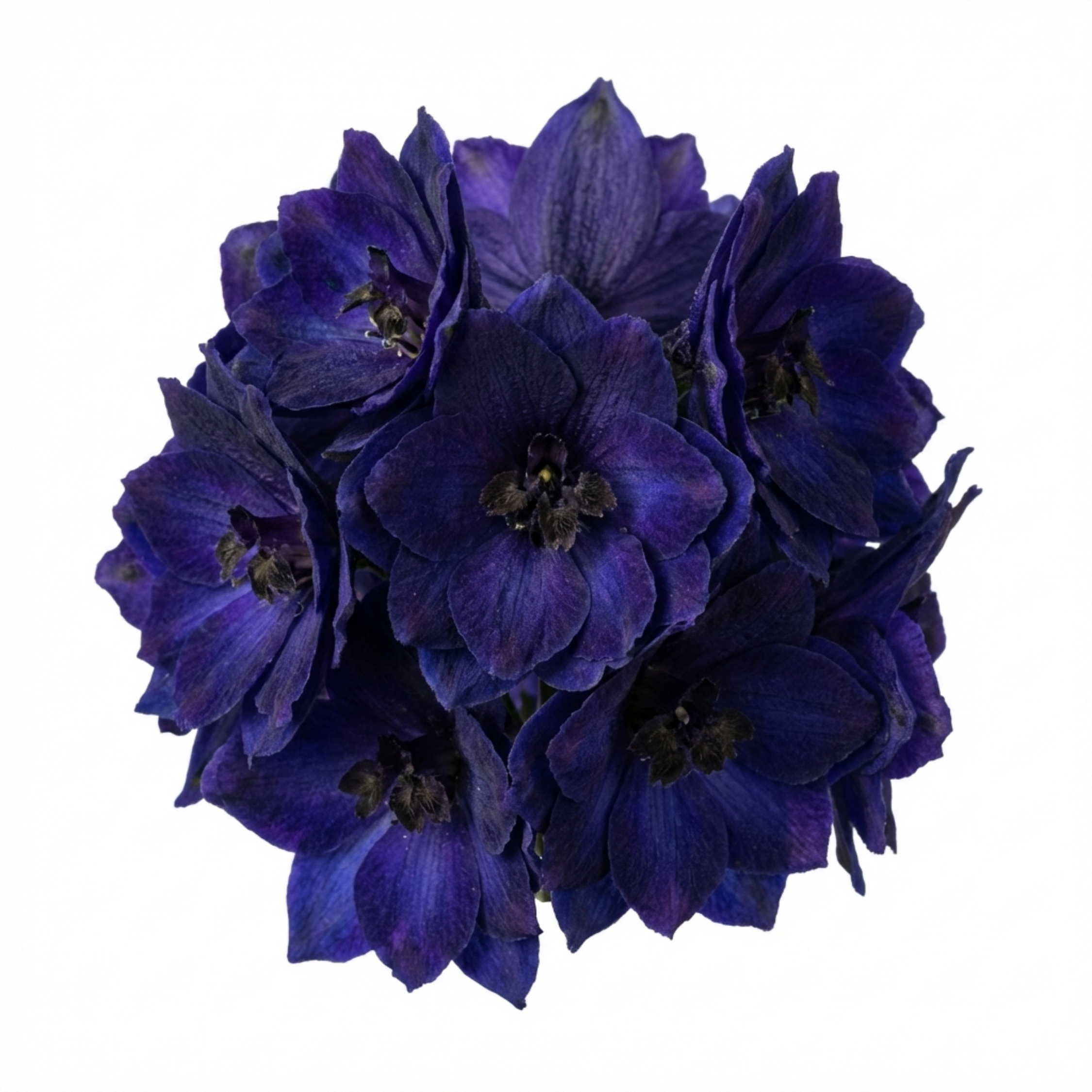 Delphinium ‘Pacific Giants Black Knight’ — Hardy Perennial, Bee-Friendly, 1L Pot (Set of 3 or 6)