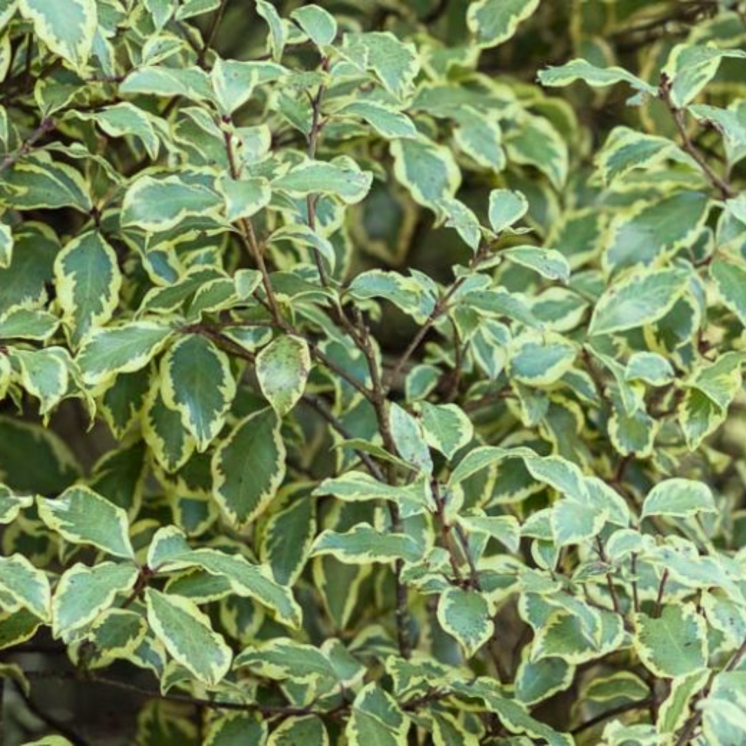 Pittosporum ‘Malahide’ — Hardy Shrub, 3L Pot