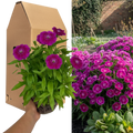 Dianthus ‘Dart Purple’ — Hardy Perennial, 2L Pot