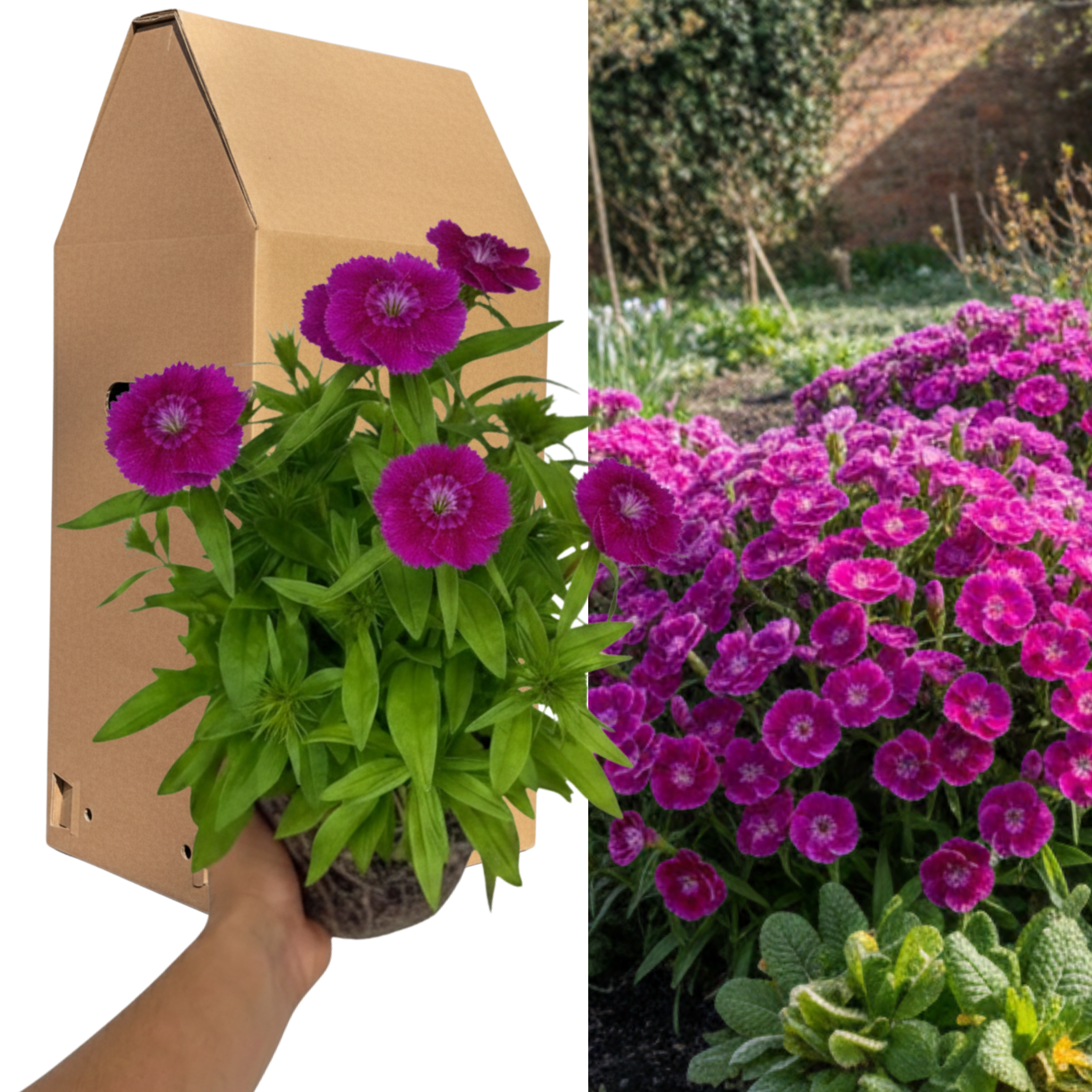 Dianthus ‘Dart Purple’ — Hardy Perennial, 2L Pot