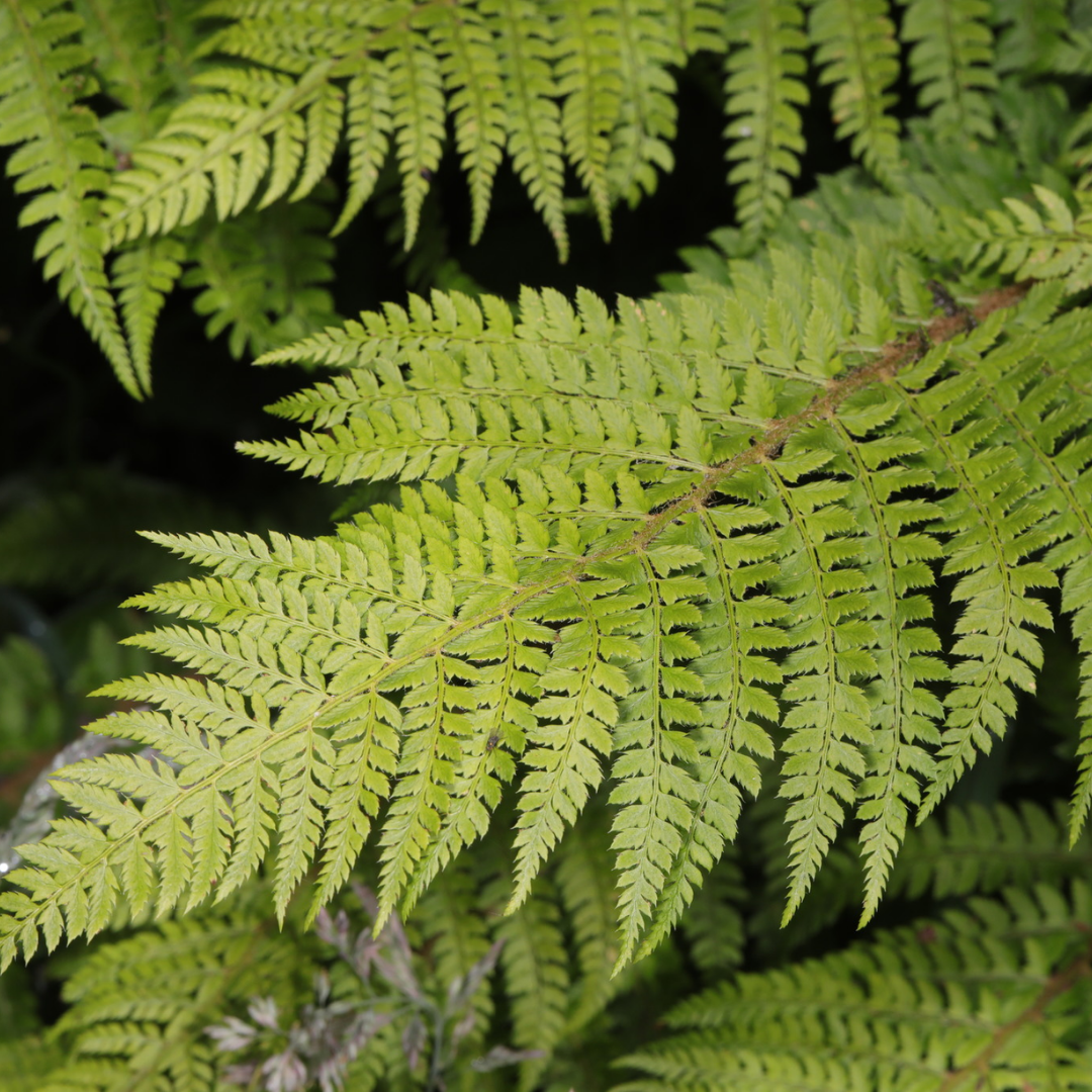 Soft ‘Shield’ — Hardy Perennial, 2L Pot
