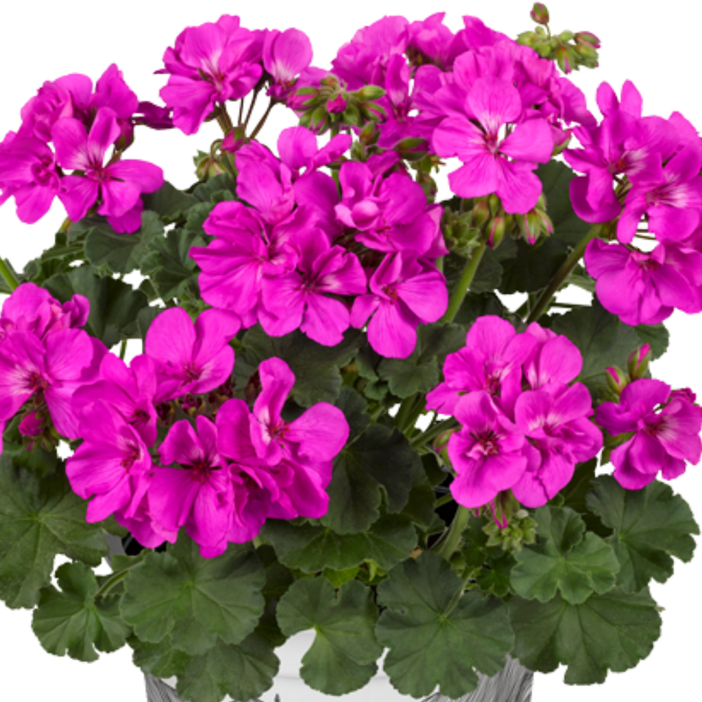 Pelargonium ‘Evi Blue’ — Tender Perennial (grown as bedding), Bee-Friendly, 1L Pot (Set of 3 or 6)