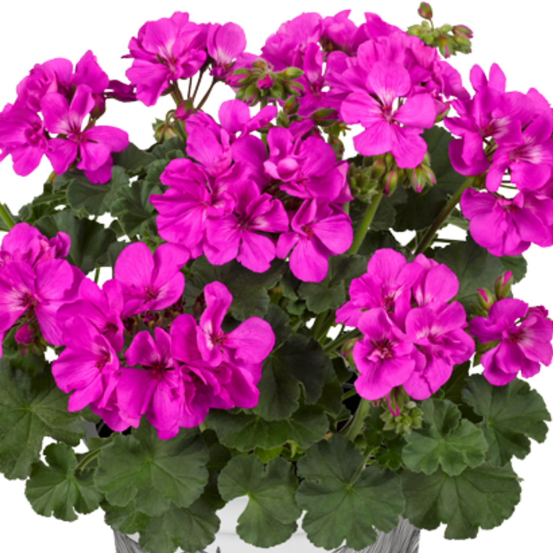Pelargonium ‘Evi Blue’ — Tender Perennial (grown as bedding), Bee-Friendly, 1L Pot (Set of 3 or 6)