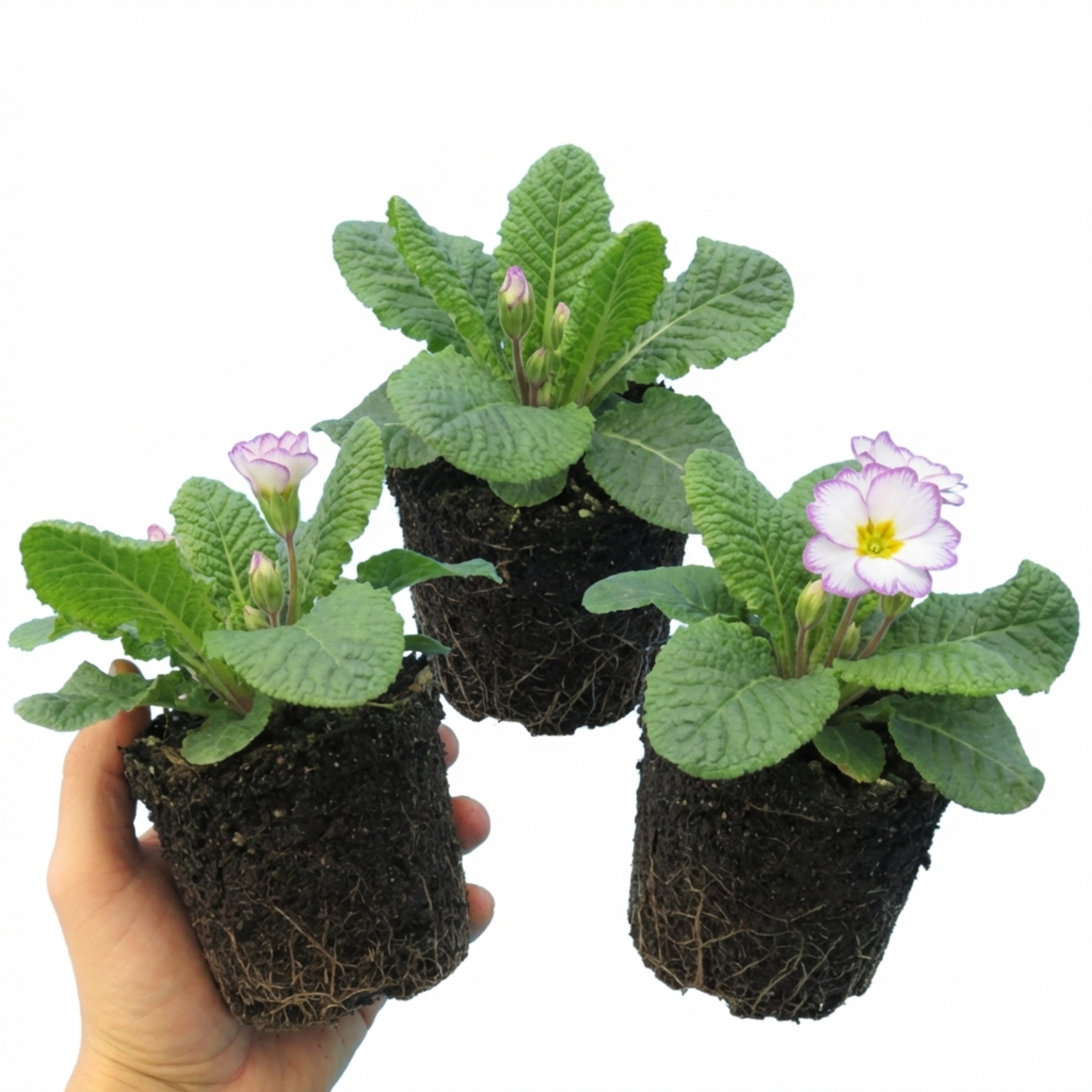Primula ‘Queen Lilac Picotee’ — Hardy Perennial, Bee-Friendly, 1L Pot (Set of 3 or 6)