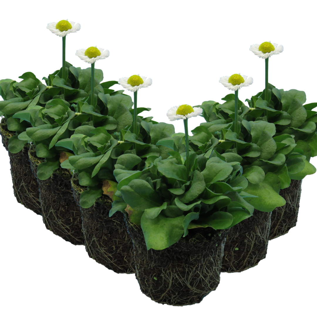 Bellis ‘White’ — Hardy Perennial, Bee-Friendly, 10.5cm Pot