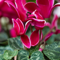 Cyclamen ‘Flame Deep Rose’ — Hardy Perennial, 1L Pot