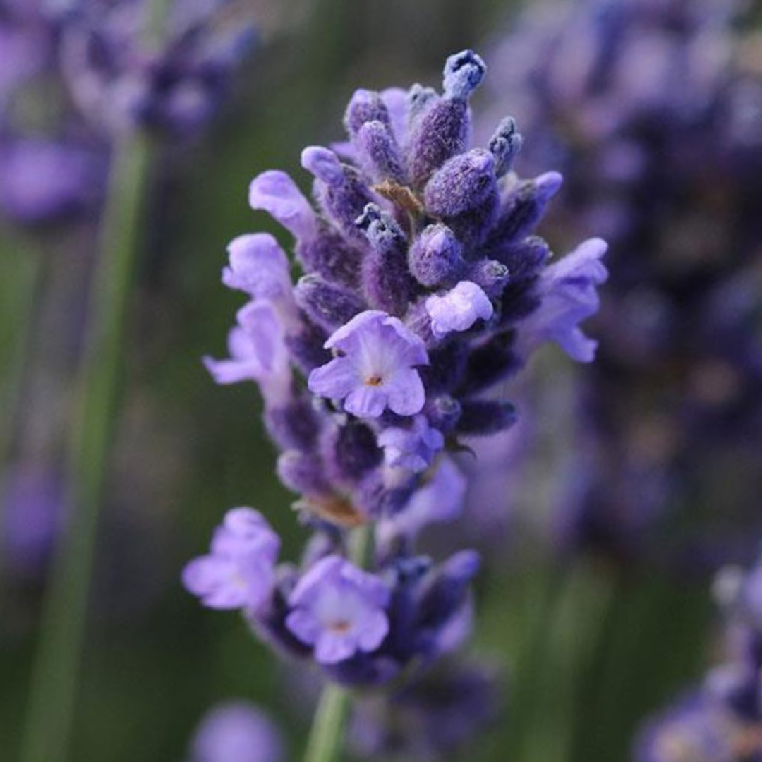 Lavandula ‘Hidcote Light Blue’ — Evergreen Aromatic Sub-Shrub, Bee-Friendly, 2L Pot