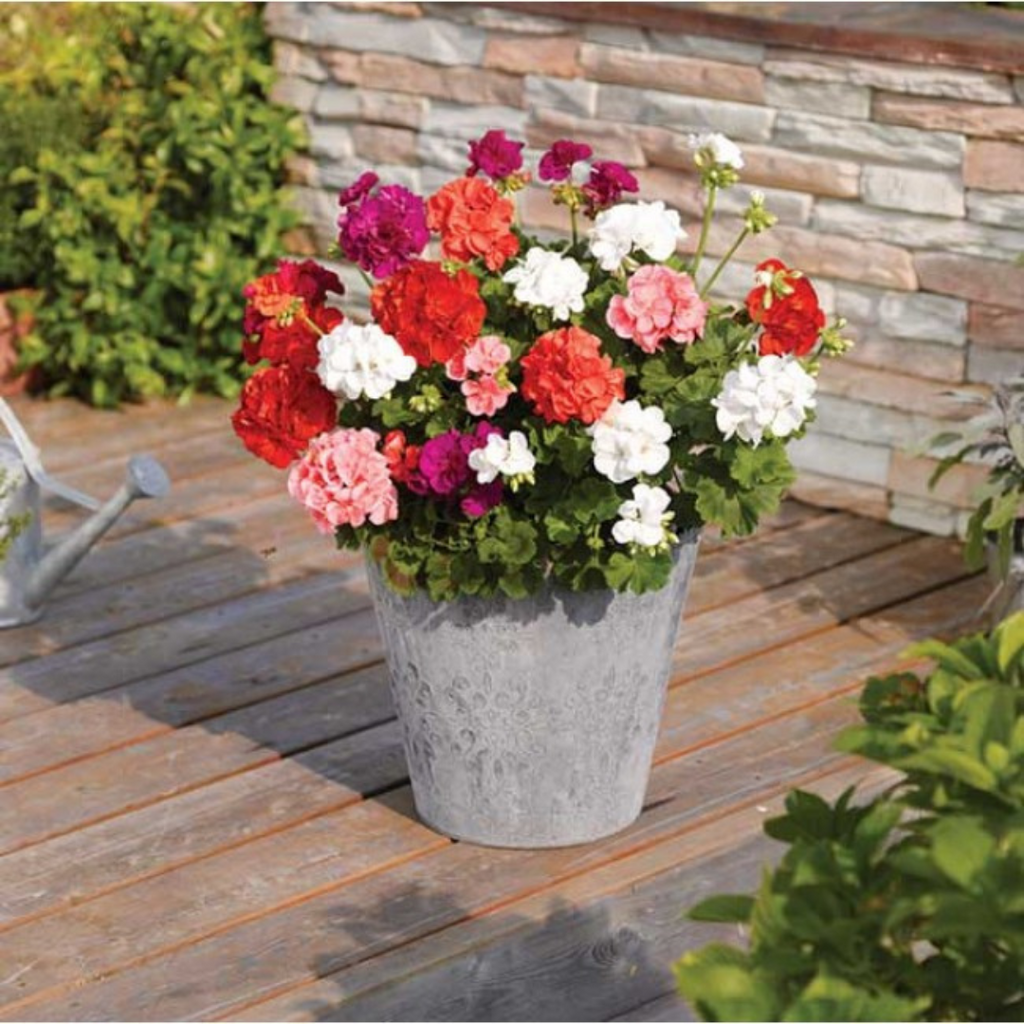 Pelargonium ‘Lenja’ — Tender Perennial (grown as bedding), Bee-Friendly, 1L Pot (Set of 3 or 6)