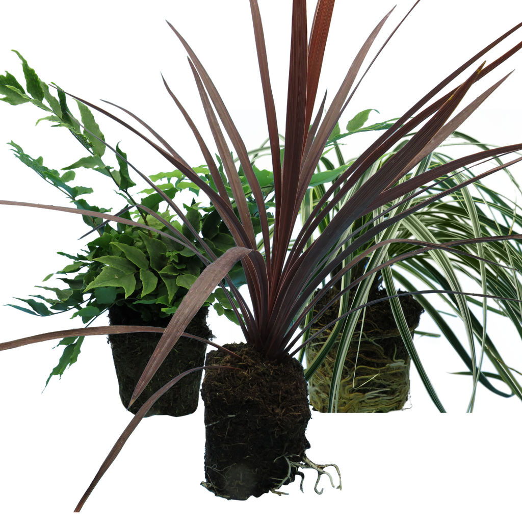 Contemporary Mix — Curated 3-Plant Set (Holly Fern, Carex 'Feather Falls', Cordyline 'Red Star'), 13cm Pots
