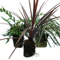 Contemporary Mix — Curated 3-Plant Set (Holly Fern, Carex 'Feather Falls', Cordyline 'Red Star'), 13cm Pots