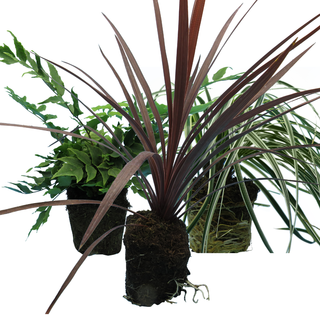 Contemporary Mix — Curated 3-Plant Set (Holly Fern, Carex 'Feather Falls', Cordyline 'Red Star'), 13cm Pots