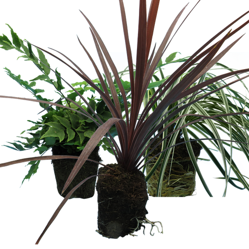 Contemporary Mix — Curated 3-Plant Set (Holly Fern, Carex 'Feather Falls', Cordyline 'Red Star'), 13cm Pots