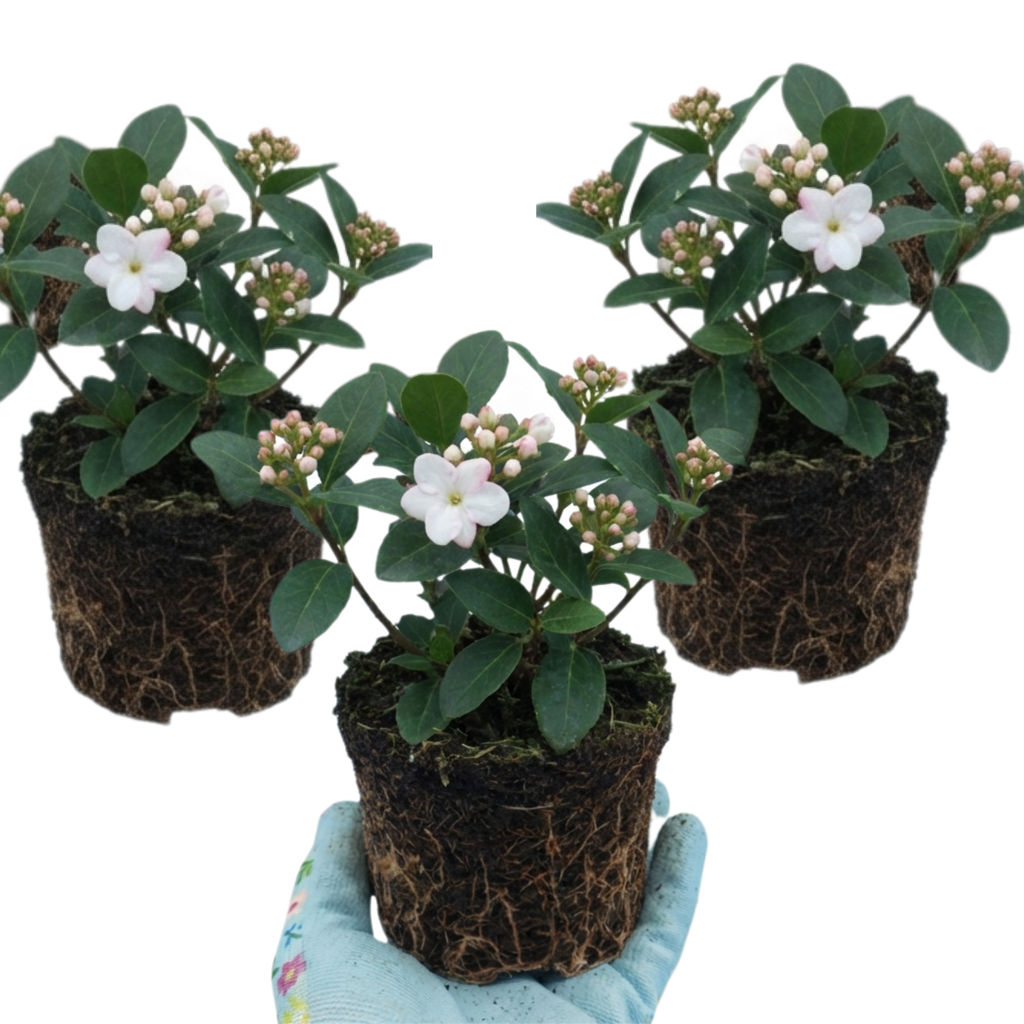 Viburnum ‘Tinus Gwenllian’ — Evergreen Shrub, Bee-Friendly, 11cm Pot (Set of 3 or 6)