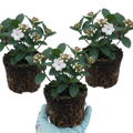 Viburnum ‘Tinus Gwenllian’ — Evergreen Shrub, Bee-Friendly, 11cm Pot (Set of 3 or 6)