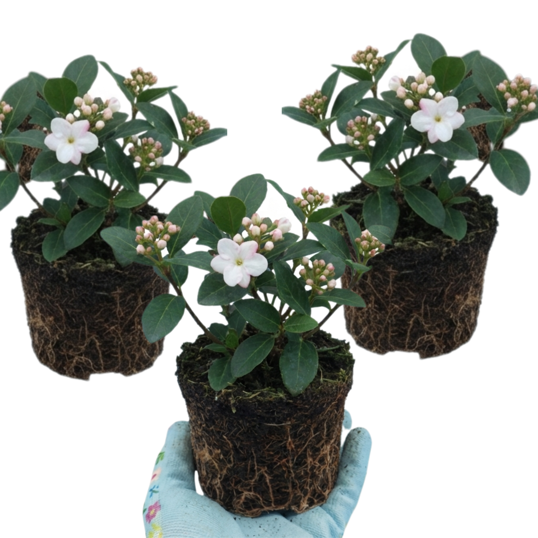 Viburnum ‘Tinus Gwenllian’ — Evergreen Shrub, Bee-Friendly, 11cm Pot (Set of 3 or 6)