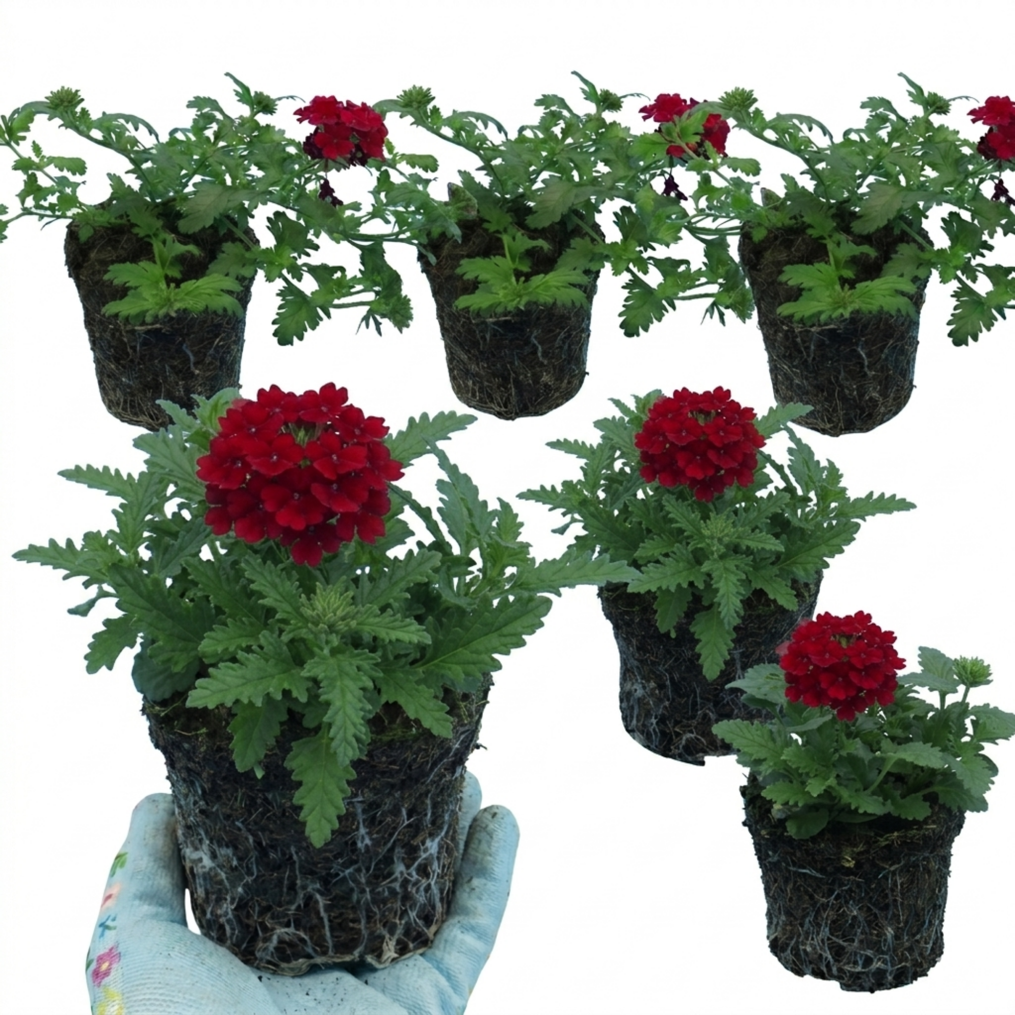Verbena ‘Lanai Compact Deep Red’ — Half-hardy Annual, Bee-Friendly, 10.5cm Pot (Set of 3 or 6)