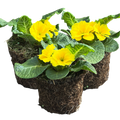 Primrose ‘Yellow’ — Hardy Perennial, Bee-Friendly, 10.5cm Pot
