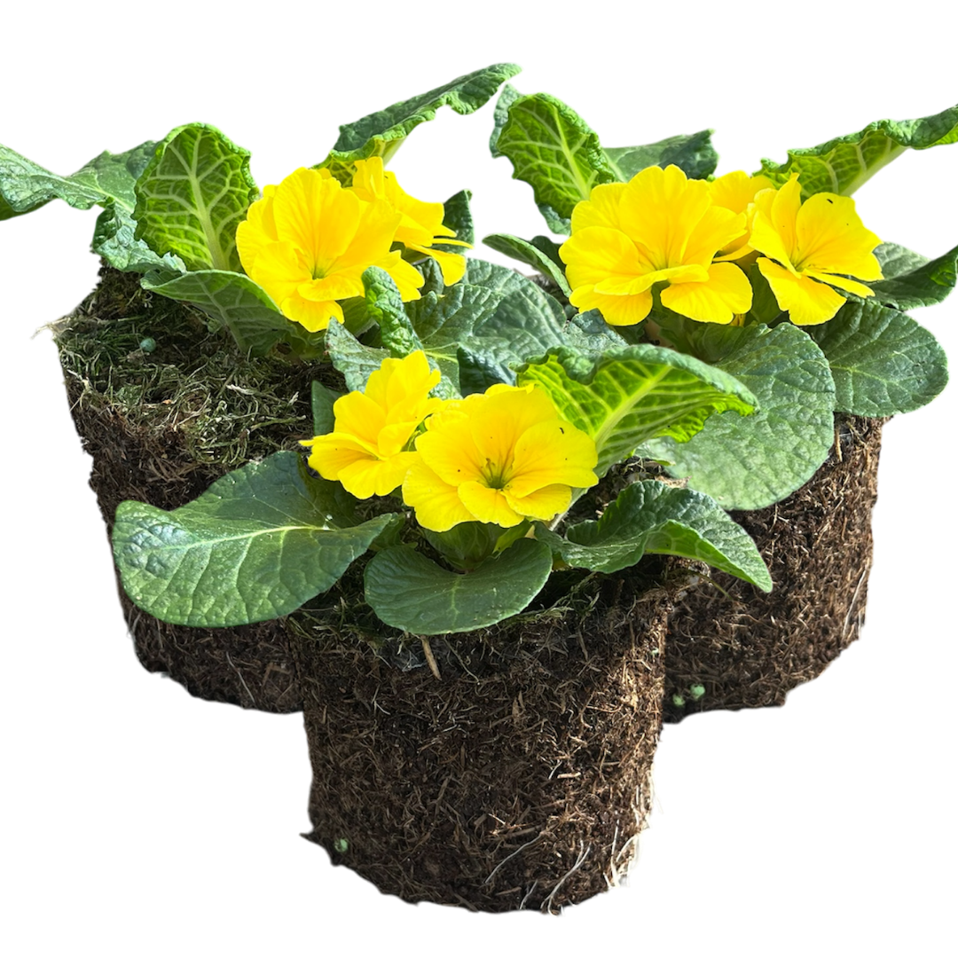 Primrose ‘Yellow’ — Hardy Perennial, Bee-Friendly, 10.5cm Pot