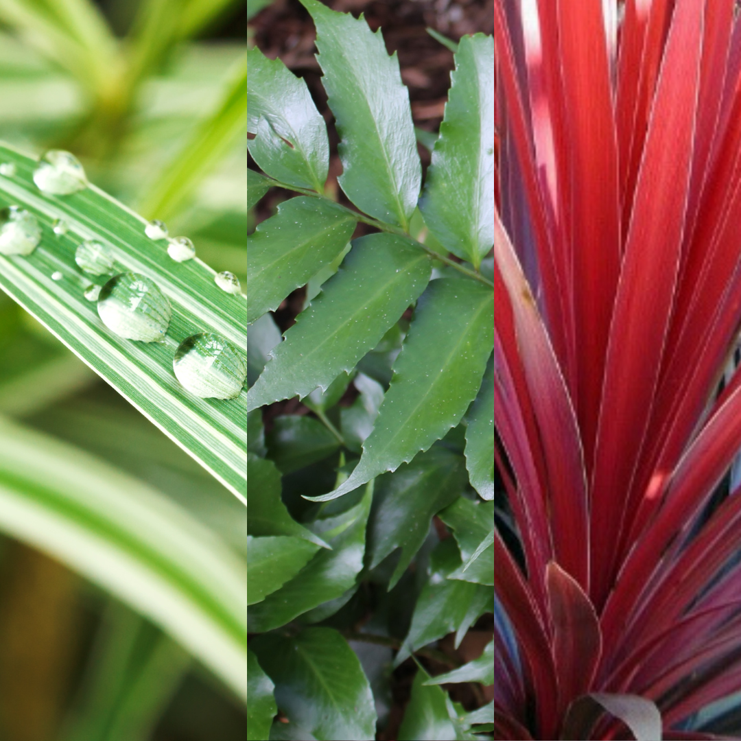 Contemporary Mix — Curated 3-Plant Set (Holly Fern, Carex 'Feather Falls', Cordyline 'Red Star'), 13cm Pots