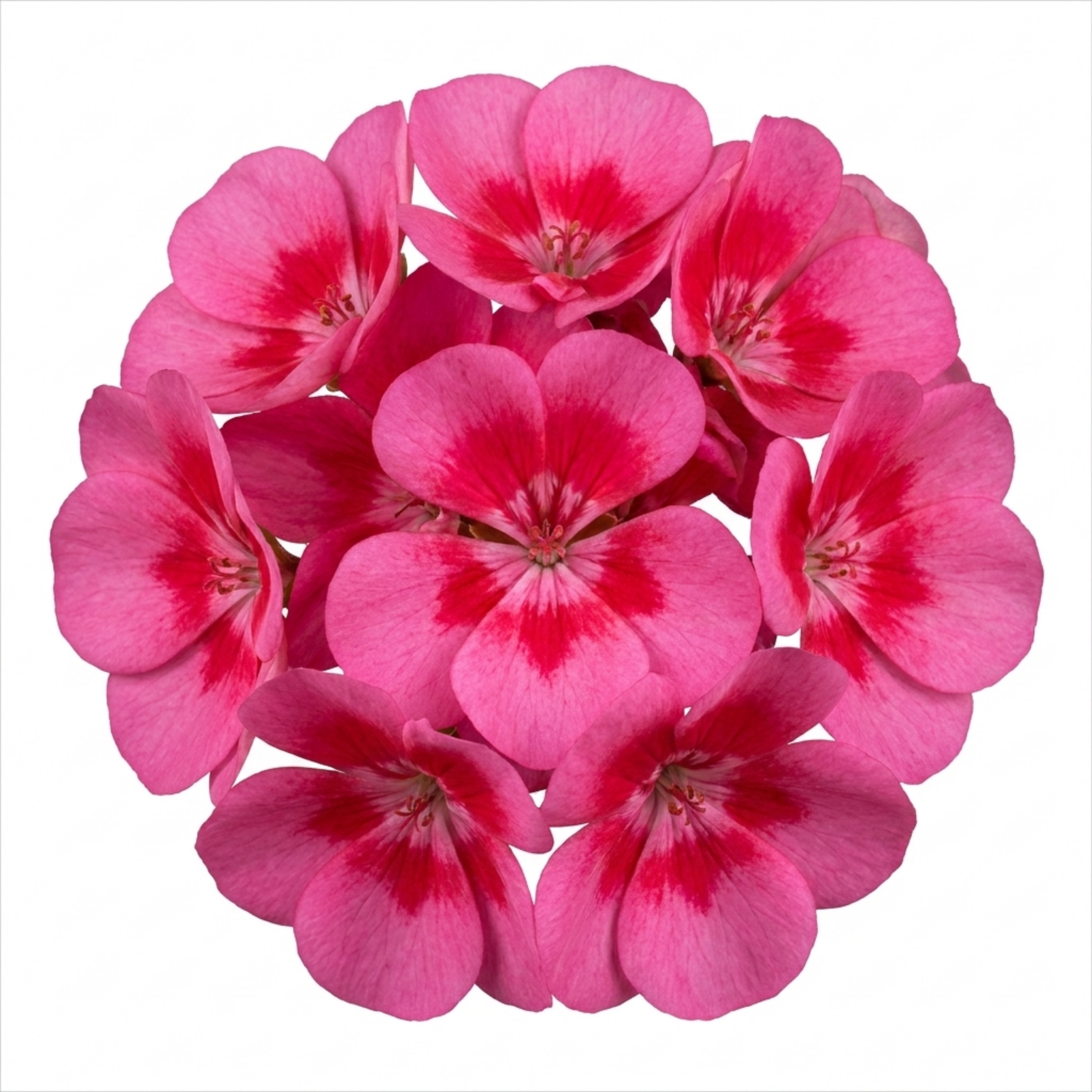 Pelargonium ‘Calliope Rose Splash’ — Tender Perennial (grown As An Annual in the Uk), Bee-Friendly, 5L Pot