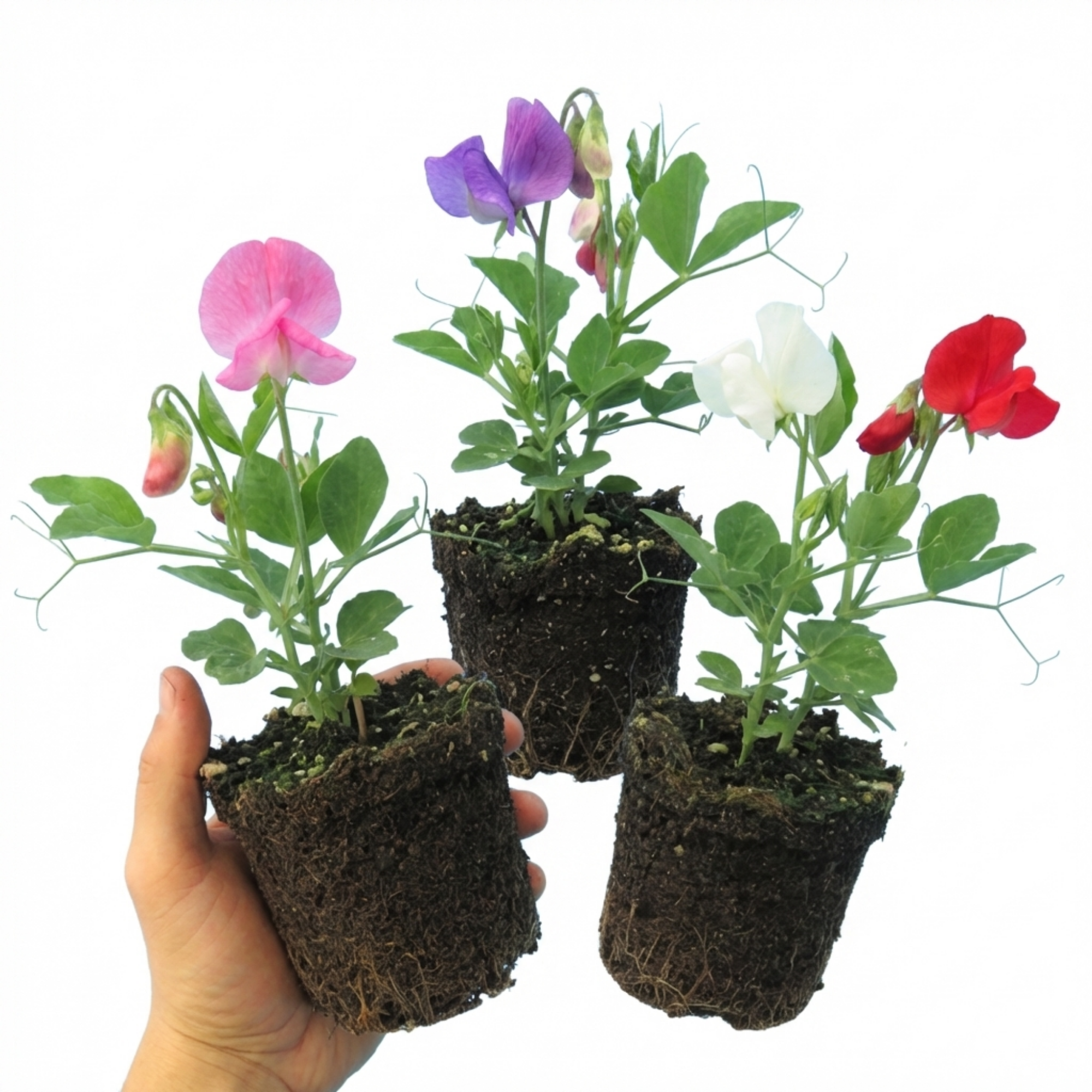 Lathyrus ‘Spencer’ — Hardy Annual Climber, Bee-Friendly, 10.5cm Pot (Set of 3 or 6)