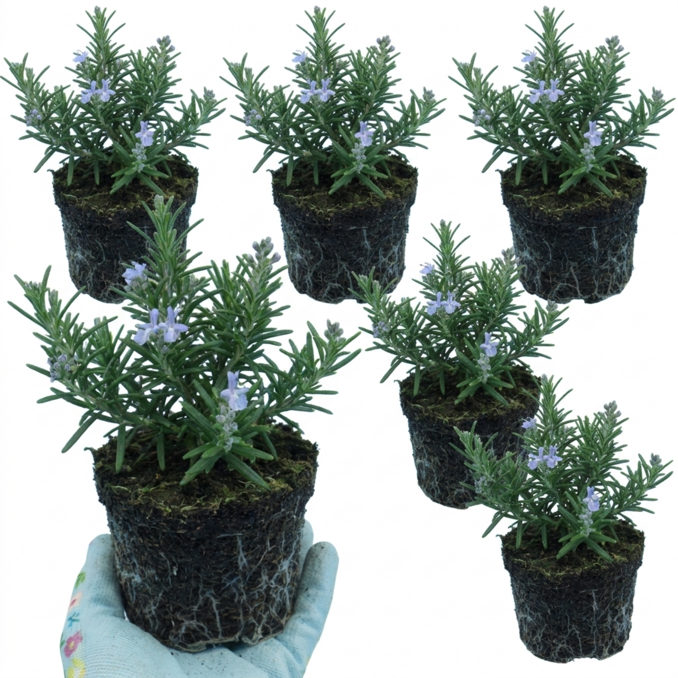 Rosemary (Salvia rosmarinus) — Hardy Evergreen Perennial Herb, Bee-Friendly, 1L Pot (Set of 3 or 6)