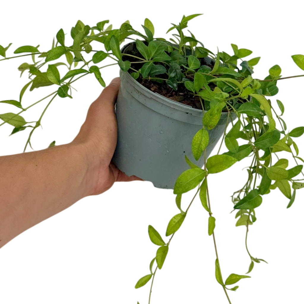 Vinca ‘Minor’ — Hardy Perennial, 2L Pot