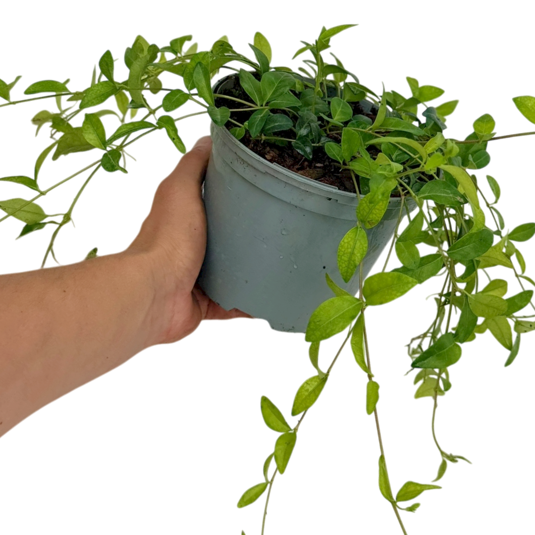 Vinca ‘Minor’ — Hardy Perennial, 2L Pot