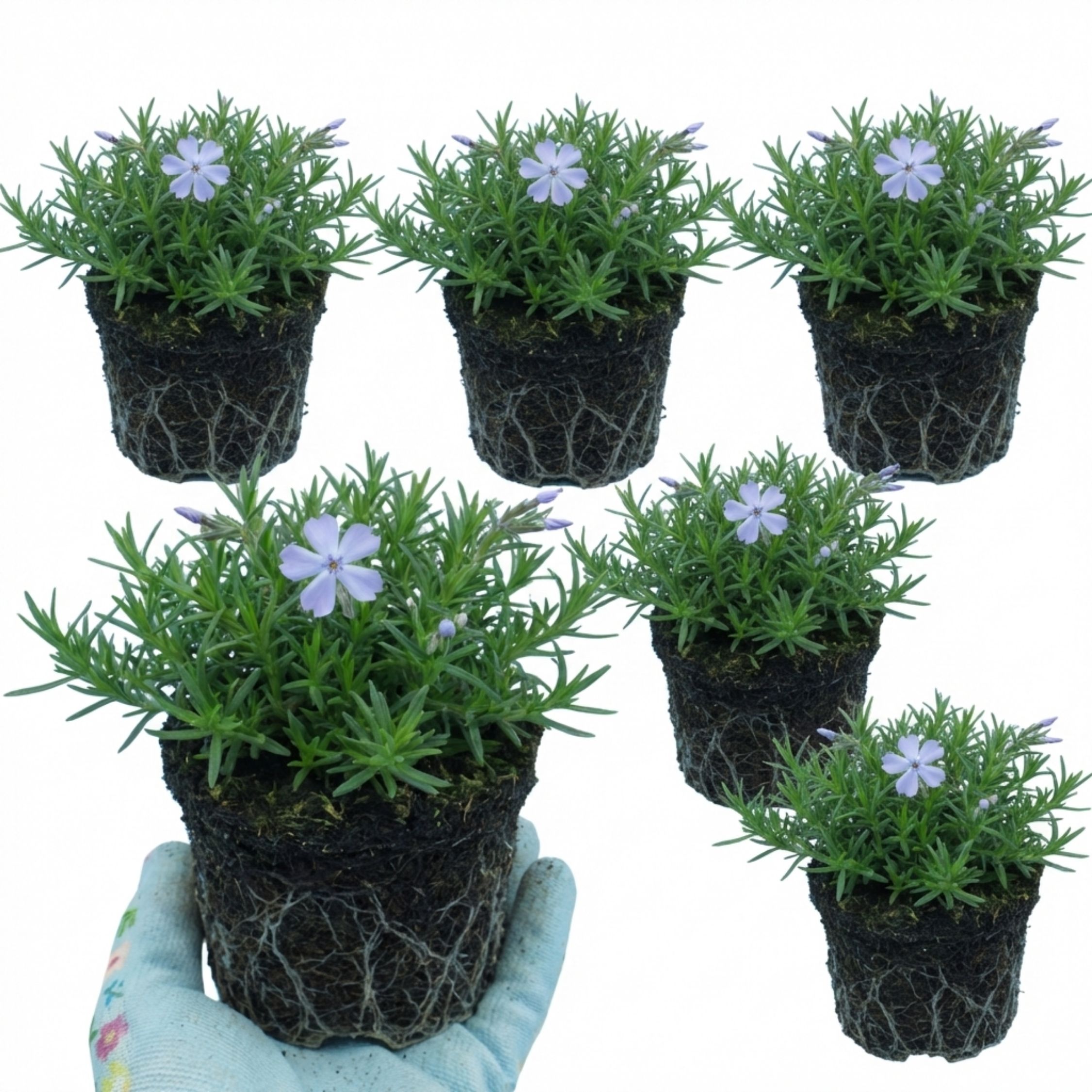 Phlox ‘Emerald Cushion Blue Alpine’ — Hardy Evergreen Perennial, Bee-Friendly, 1L Pot (Set of 3 or 6)