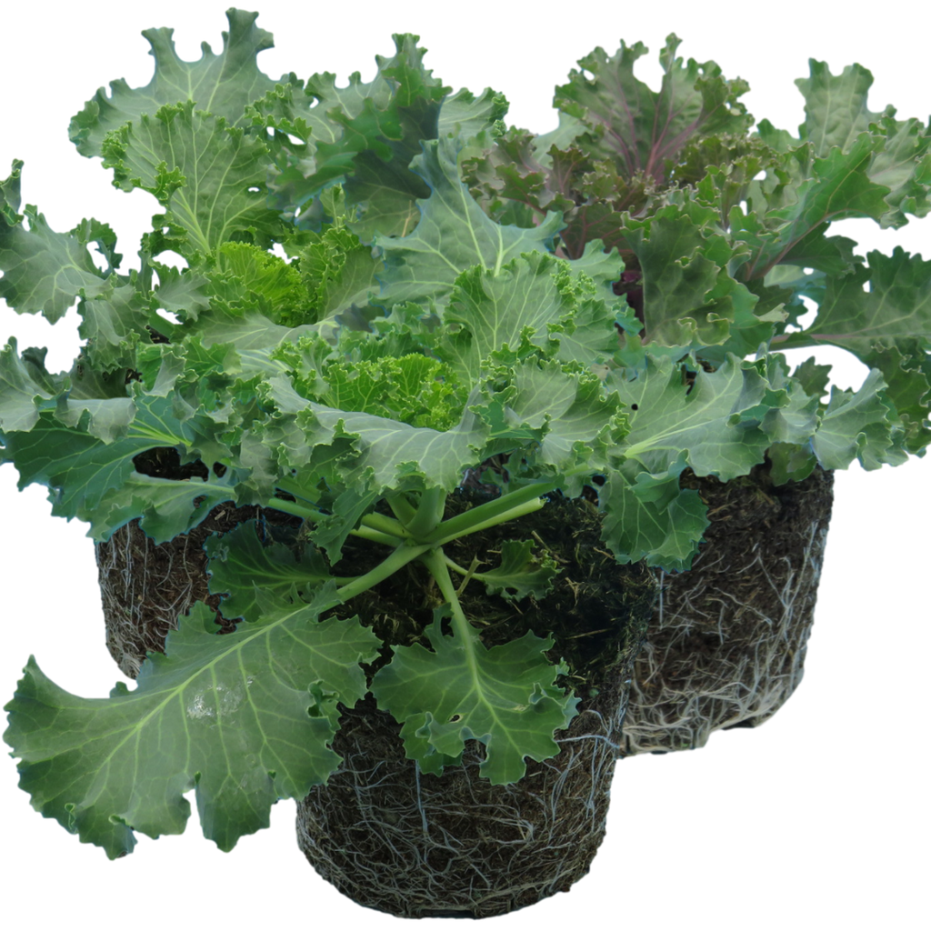 Ornamental ‘Cabbage Growers’ — Hardy Perennial, 1L Pot