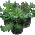 Ornamental ‘Cabbage Growers’ — Hardy Perennial, 1L Pot