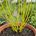 Cornus ‘Flaviramea’ — Hardy Deciduous Shrub, Bee-Friendly, 3L Pot